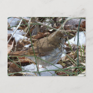 Hermit Thrush Briefkaart