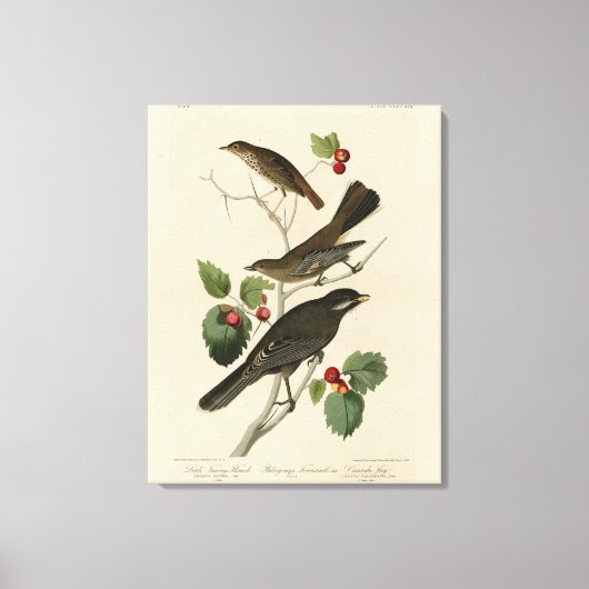 Hermit Thrush, Grey Jay Audubon's Birds of America Canvas Afdruk (Voorkant)