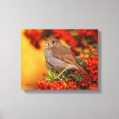 Hermit Thrush Songbird op de Scarlet Firethorn Canvas Afdruk (Voorkant)