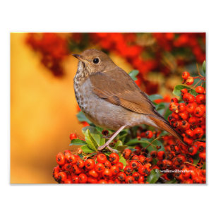 Hermit Thrush Songbird op de Scarlet Firethorn Foto Afdruk