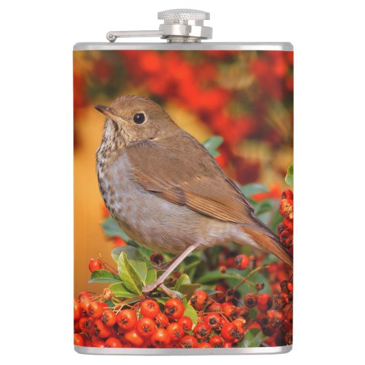 Hermit Thrush Songbird op de Scarlet Firethorn Heupfles (Voorkant)