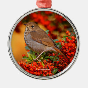 Hermit Thrush Songbird op de Scarlet Firethorn Metalen Ornament