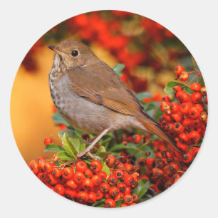 Hermit Thrush Songbird op de Scarlet Firethorn Ronde Sticker