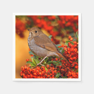 Hermit Thrush Songbird op de Scarlet Firethorn Servet