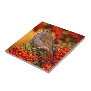 Hermit Thrush Songbird op de Scarlet Firethorn Tegeltje