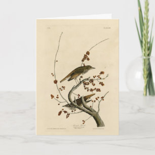 Hermit Thrush van de Amerikaanse vogels uit Audubo Kaart