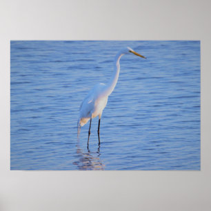 Heron Bird Foto Poster