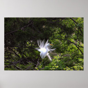 Heron Bird in het Poster