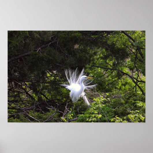 Heron Bird in het Poster (Voorkant)