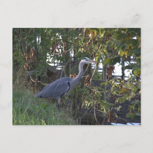 Heron Briefkaart (Voorkant)