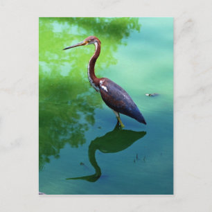 Heron Briefkaart