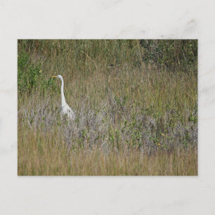 Héron dans la carte postale d'herbe