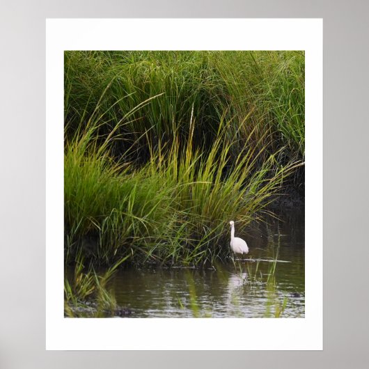 Heron dans le Marsh Poster (Devant)