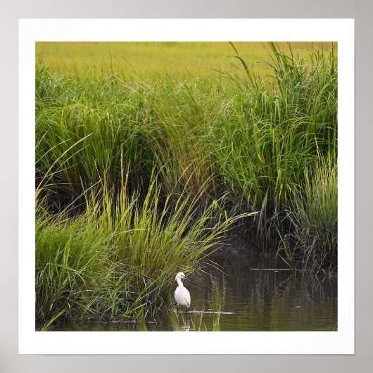 Heron dans le Marsh Poster (Devant)