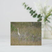 Heron dans l'herbe carte postale (Debout devant)
