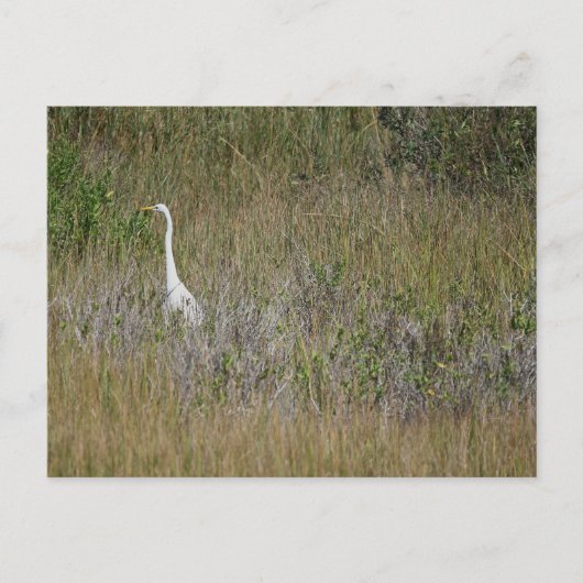 Heron dans l'herbe carte postale (Devant)