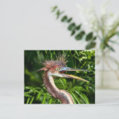 Héron de couleur Tri avec carte postale de la Jour (Debout devant)