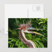 Héron de couleur Tri avec carte postale de la Jour (Devant / Derrière)