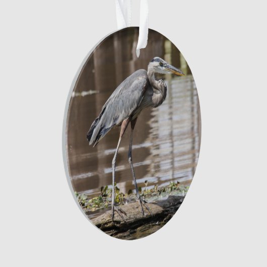 Héron de grand bleu (devant)