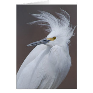 Héron de Milou (thula d'Egretta)