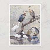 Heron en Egret  Briefkaart (Voorkant)