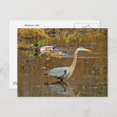 Heron en Mallards Briefkaart (Voorkant / Achterkant)