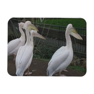Heron Family 3"x4" Magnet Magneet