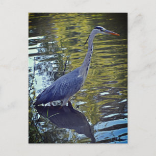 Heron Feeding in Pond at RHS Wisley, Verenigd Koni Briefkaart