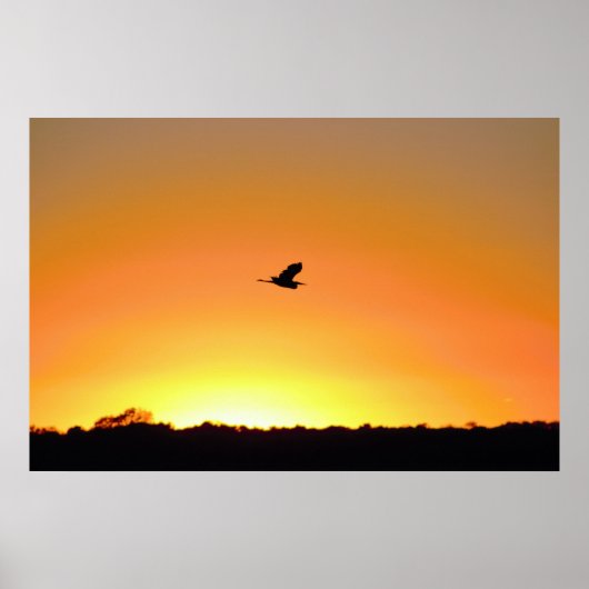 Heron Flying bij Sunset Photo Poster (Voorkant)
