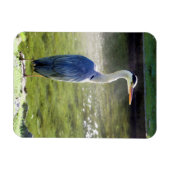 Heron gris Flexible Photo Magnet #3 (Horizontal)