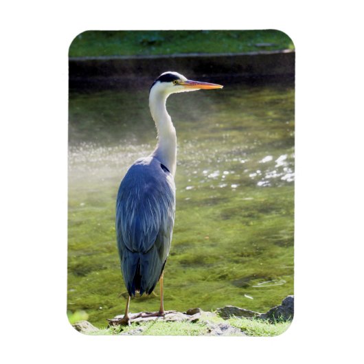 Heron gris Flexible Photo Magnet #3 (Vertical)