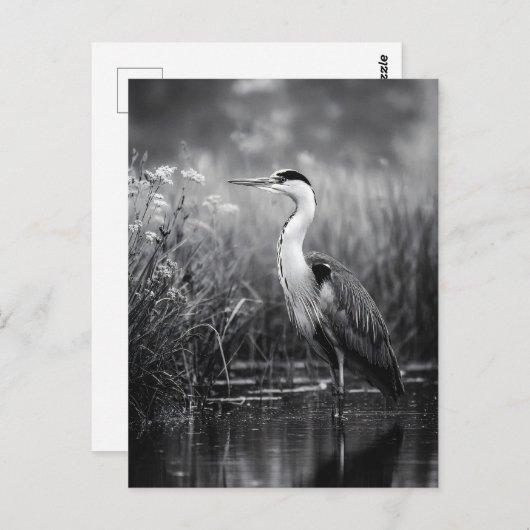 Heron in het moeras zwart-wit briefkaart (Voorkant / Achterkant)