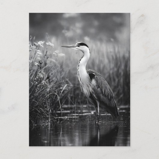 Heron in het moeras zwart-wit briefkaart (Voorkant)