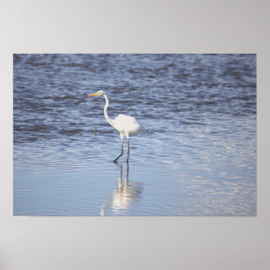 Heron in het water Poster