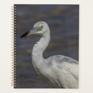 Heron juvénile 2024