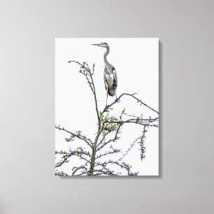 Heron op een boom uitzicht canvas print