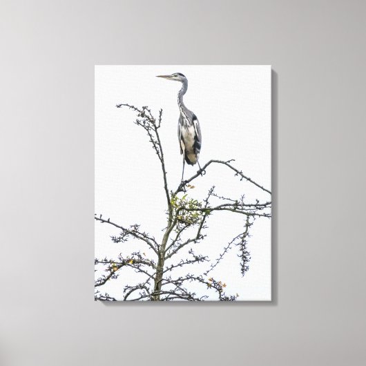 Heron op een boom uitzicht canvas print (Voorkant)