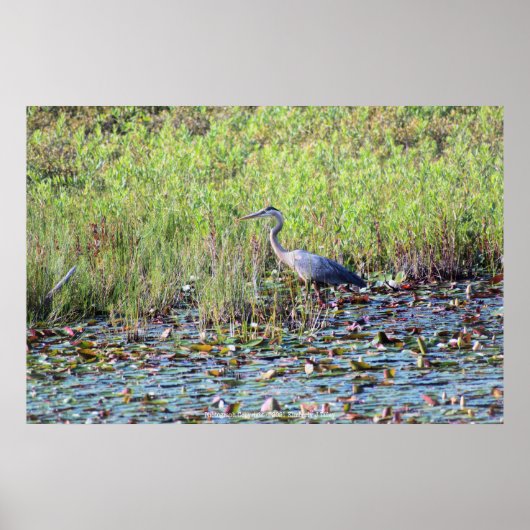 Heron P6450 Poster (Voorkant)