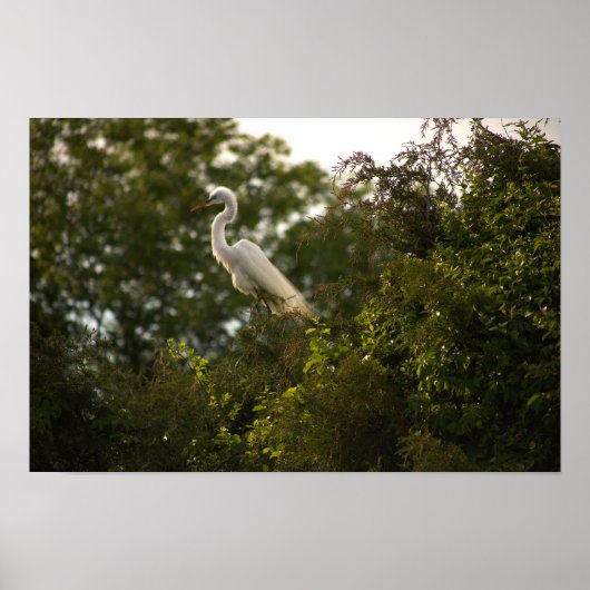 Heron Poster (Voorkant)