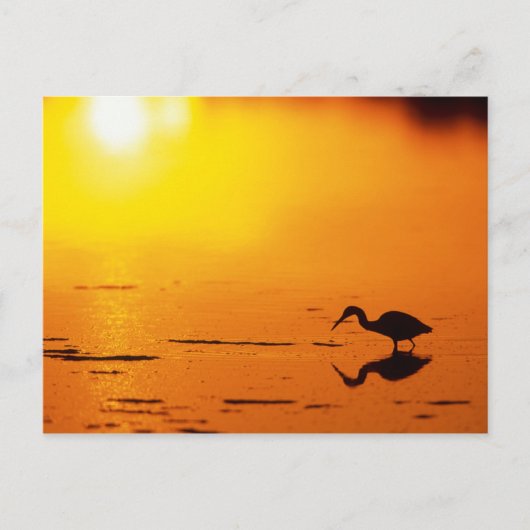 Heron silhouette bij zonsondergang, Florida Briefkaart (Voorkant)