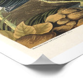 Heron vert par Audubon Poster (Coin)