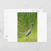 Heron Walk Briefkaart (Voorkant / Achterkant)
