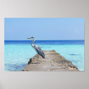 Heron Zee Bird Poster