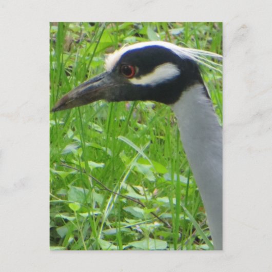 Heronprofiel Briefkaart (Voorkant)