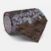 Hérons de bétail et cravate de tracteur (Roulé)