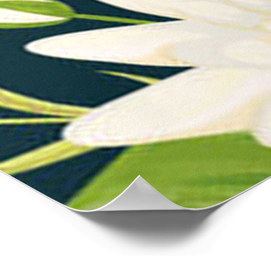 Herons White Lily Green Foliage Waterig landschap Poster (Hoek)