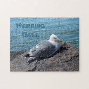 Herring Gull Resting on Rock Jetty: Legpuzzel
