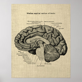 Hersenanatomie nr. 2 met Cream Achtergrond Poster