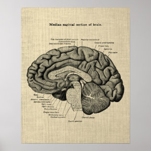 Hersenanatomie nr. 2 met Cream Achtergrond Poster