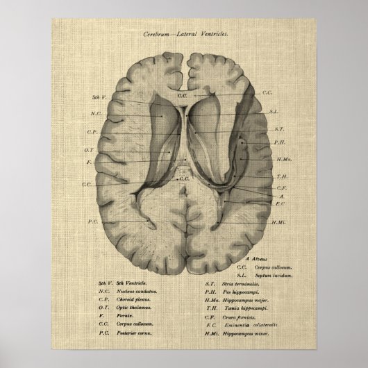 Hersenanatomie nr. 7 met Cream Achtergrond Poster (Voorkant)